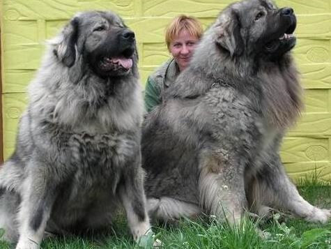 高加索犬的挑选方法,高加索犬怎么选择