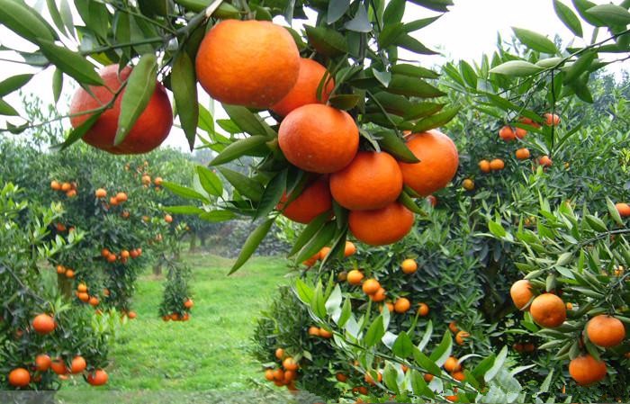 我的故乡彝族,我的故乡云南原唱