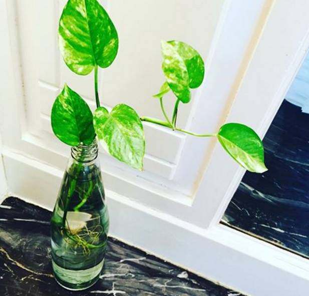 水培懒人绿萝怎么养才能更旺盛,水培花草绿萝怎么养小技巧科普