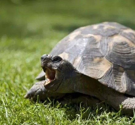 陆龟得肠炎怎么办,陆龟拉蛔虫