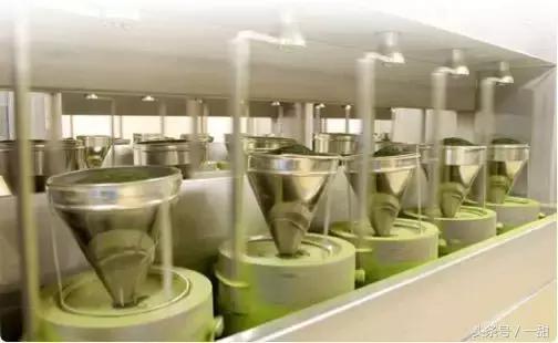 抹茶粉是绿茶做的,抹茶粉用哪种绿茶做