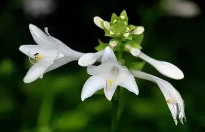 玉簪花种植方法及药用价值,玉簪花的栽培与管理方法