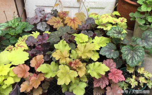 北方庭院背阴种什么最好,阳台背阴种什么好