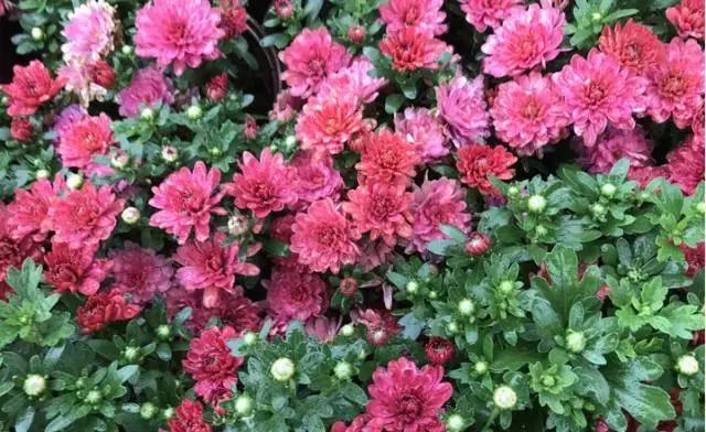 徜徉在“花的海洋”！观山湖公园金秋菊展明日启幕，10万盆菊花等你来