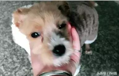 领养了一只狗发现不适合怎么办,幼犬得了细小宠物医院放弃治疗