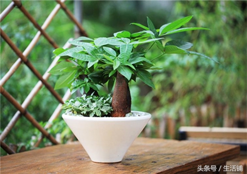 烂根怎么补救,烂根最佳补救方法