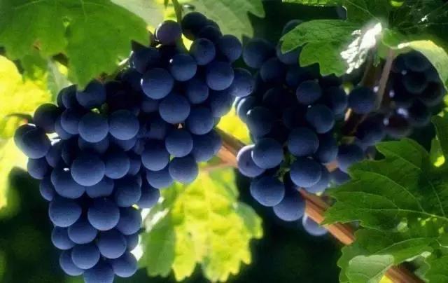 秋冬吃什么水果对肠胃脾肾好,秋冬干燥吃什么水果