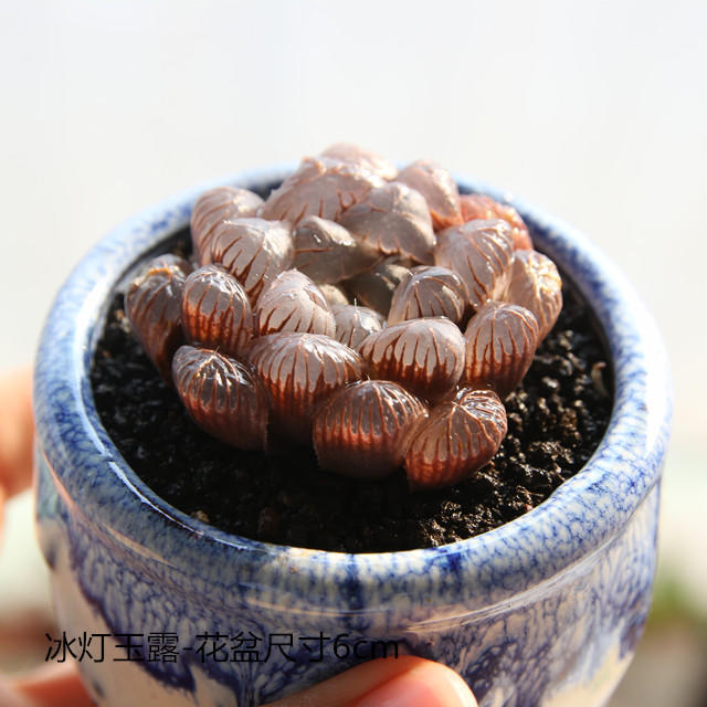 十二卷为什么越养越害怕,十二卷养好了很难烂根