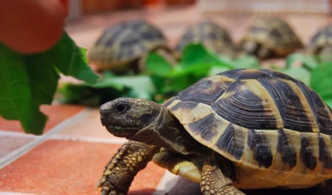 希腊陆龟和赫曼陆龟,赫曼陆龟长得快吗