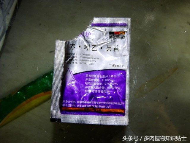 度夏多肉怎么保养,度夏简单的多肉