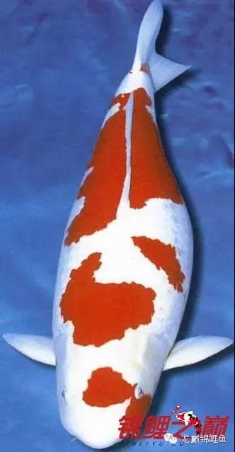 锦鲤鱼池生态过滤,锦鲤底滤缸造景