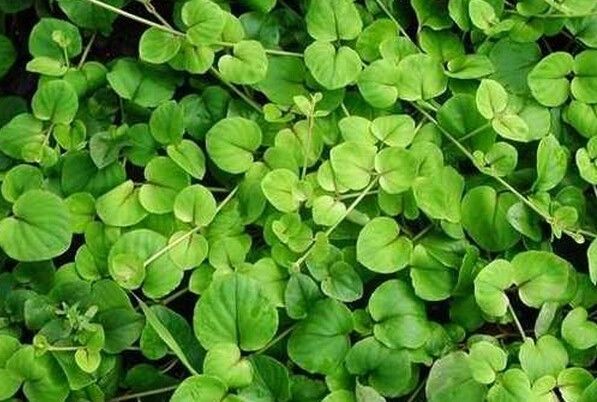 最旺财的三种花草,旺财助运的花