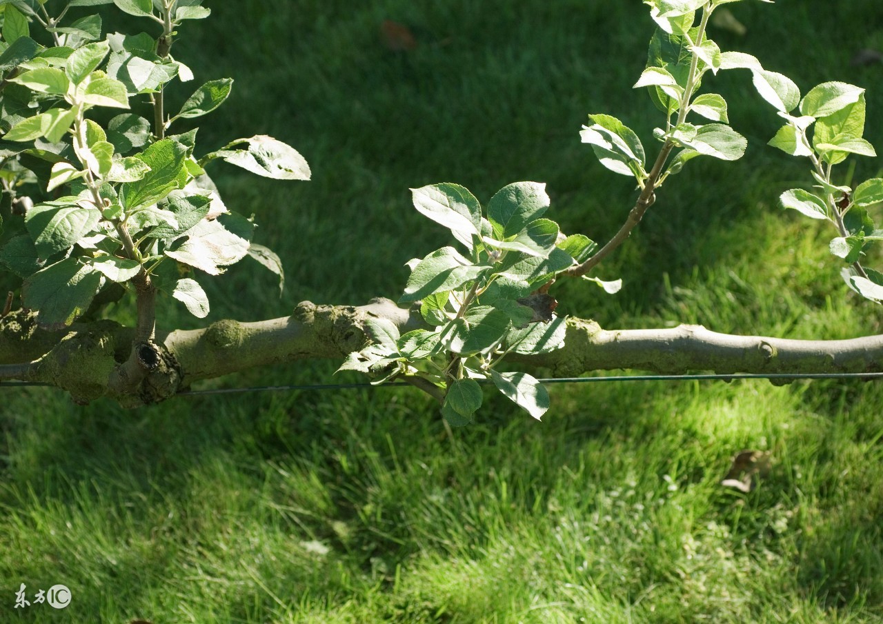 假性近视怎么恢复视力,儿童视力假性近视怎么恢复