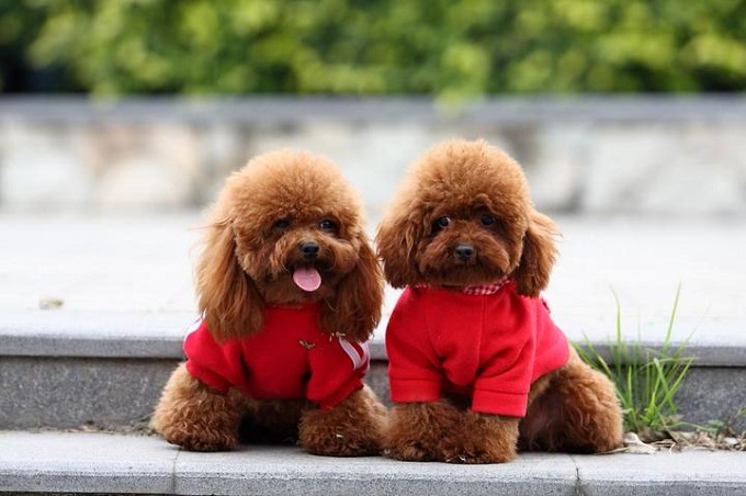 宠物美容师都需要负责做什么,宠物美容师这个行业真的是太累了