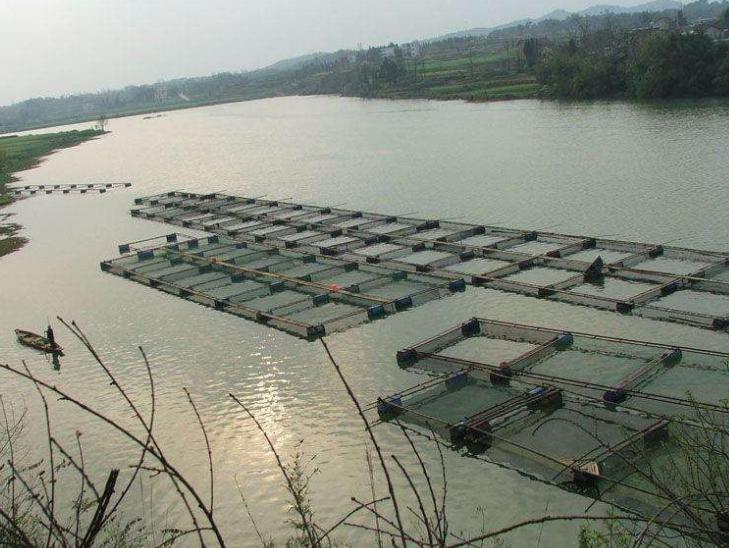 亩产6000元的养鱼模式,养什么最赚钱又好养鱼