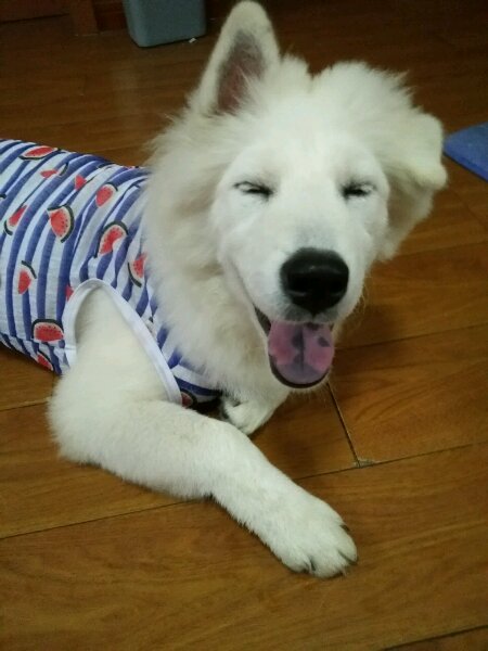 细小萨摩耶,萨摩耶细小怎么治疗最好