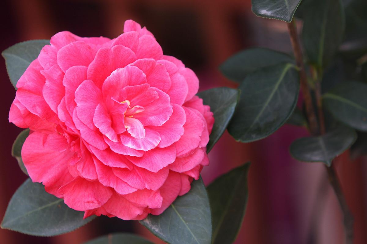 红楼梦里写大马猴,红楼梦大马猴在第几页