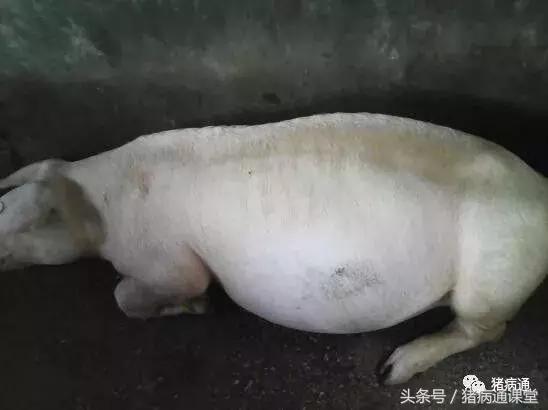 猪场林可霉素配庆大霉素主治,猪场用林可霉素作用