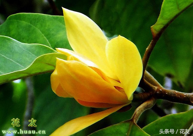 黄桷兰的养殖方法及注意事项,黄桷兰种植方法和技巧