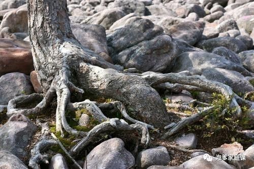 地球植物进化史,地球植物演化史时间轴