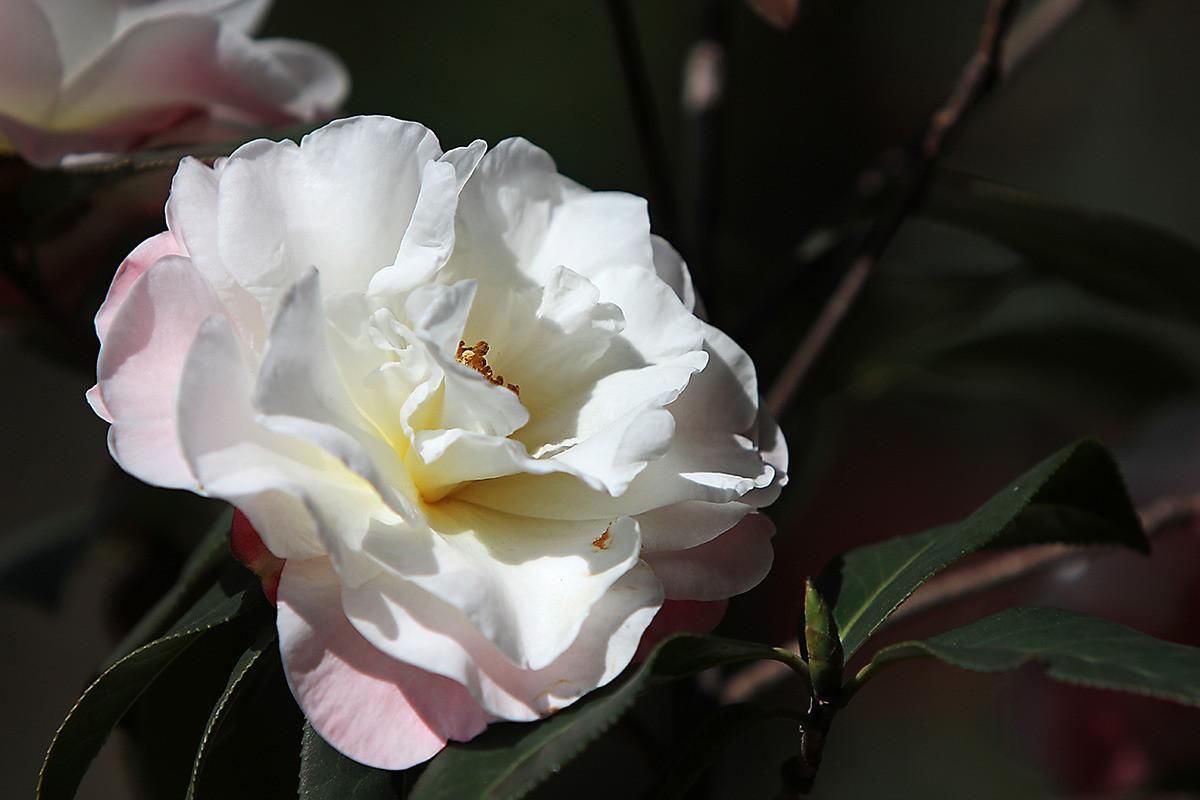 红楼梦里写大马猴,红楼梦大马猴在第几页