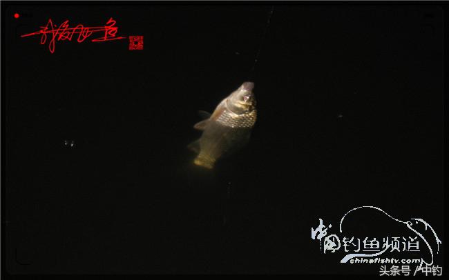 狂拉大板鲫的快乐,狂拉小鲫鱼钓鱼视频