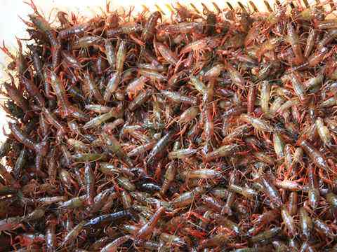 小龙虾池塘生态养殖,小龙虾池塘清塘视频