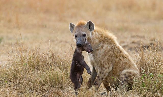 “掏肛”二哥继“平头哥”后又一位扛把子
