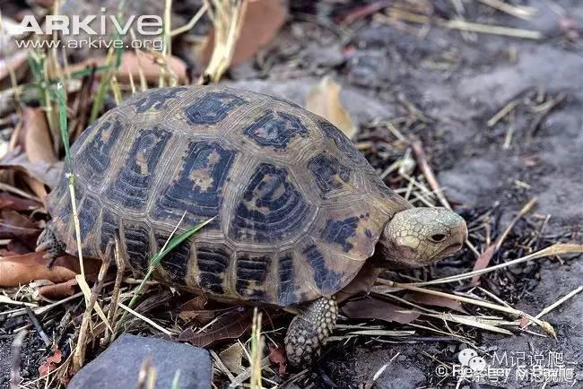缅甸陆龟繁殖要什么环境,缅甸陆龟适合什么环境