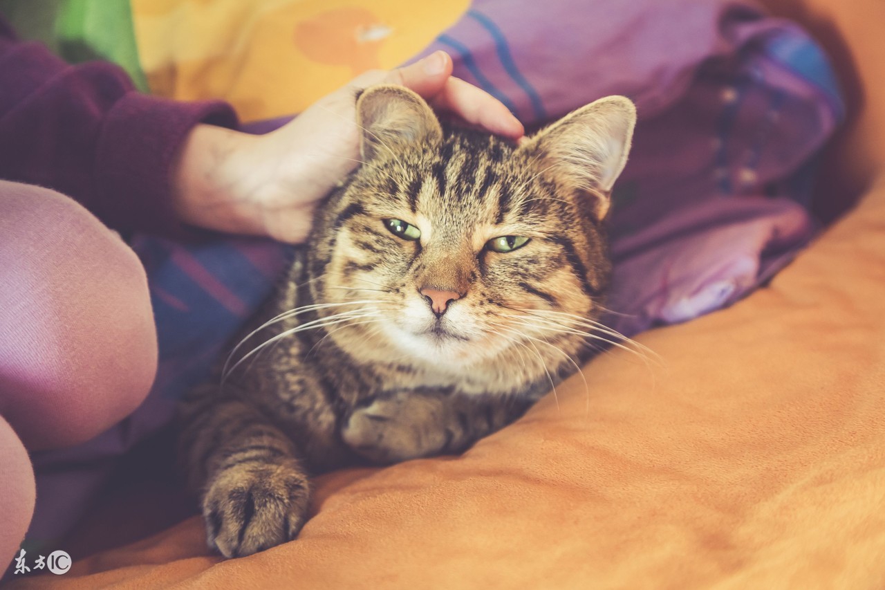 到底孕妇能不能养宠物,怀孕养宠物对胎儿有什么影响