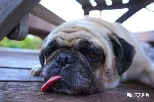 狗狗身上有皮屑能驱虫吗,狗狗身上皮屑用什么药