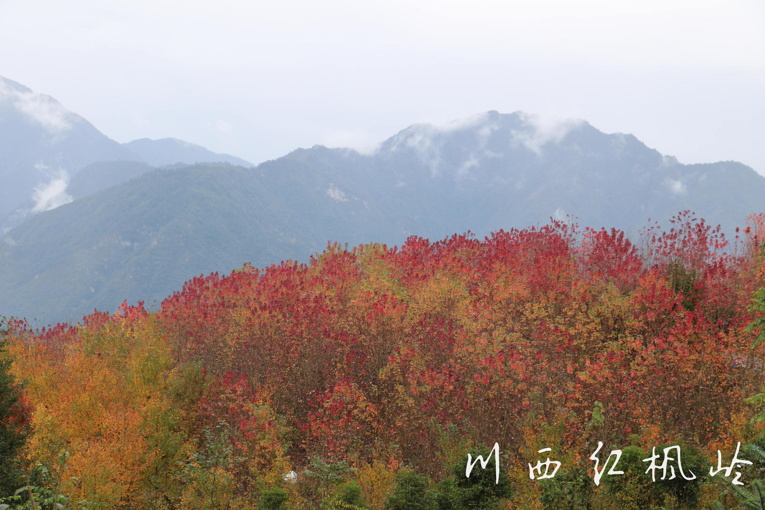德阳红枫岭旅游,德阳市什邡市红枫岭景区