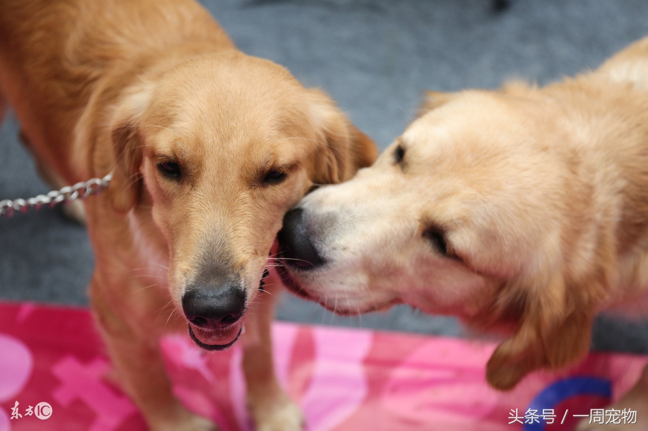 如何训练金毛犬衔取东西,如何训练金毛犬叫