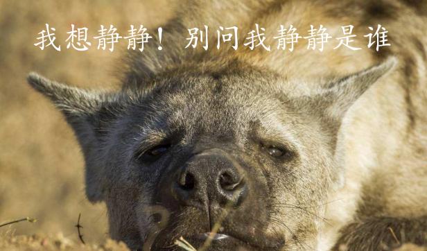 “掏肛”二哥继“平头哥”后又一位扛把子