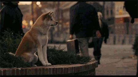 日本网红俊介犬,日本网红柴犬俊介