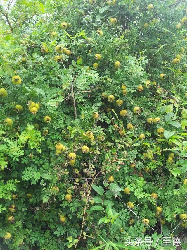 泸州深山老林景区,隐藏的世外桃源山中奇观