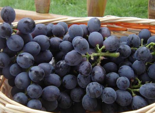 葡萄白兰地制作过程,葡萄果酒的酿制方法