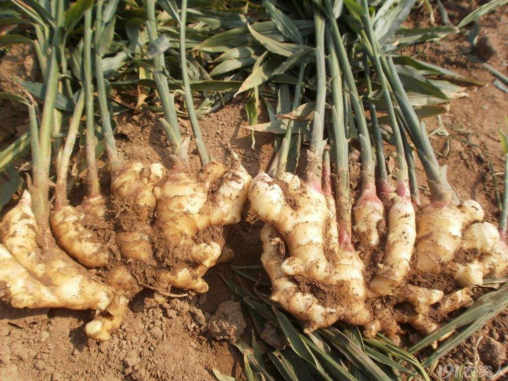 山东昌邑大姜高产管理技术第13期,大姜种植高产方法