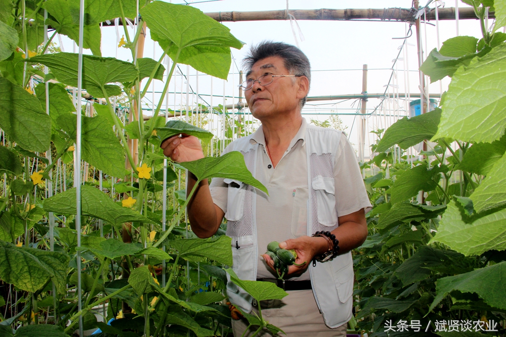 阳台种菜怎样消灭土里的虫子,阳台种菜土壤怎么杀虫飞虫