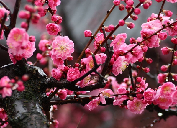 每日花语红山茶,每日花语桔梗花
