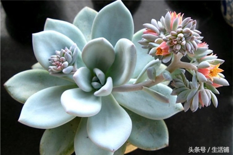 景天科1000种多肉植物图鉴,常见的景天科多肉植物的名称