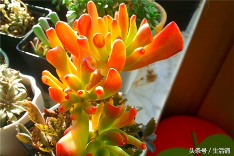 景天科1000种多肉植物图鉴,常见的景天科多肉植物的名称