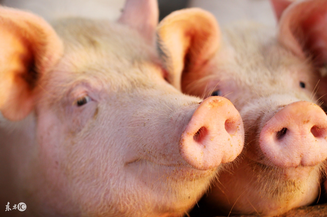 猪场火焰消毒和碱消毒哪个效果好,猪场消毒存在的误区及其正确方法