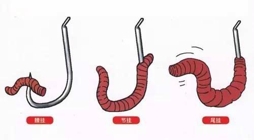 泡沫箱养蚯蚓钓鱼最佳方法,秋天用蚯蚓钓鱼效果好不好