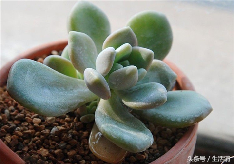 景天科1000种多肉植物图鉴,常见的景天科多肉植物的名称