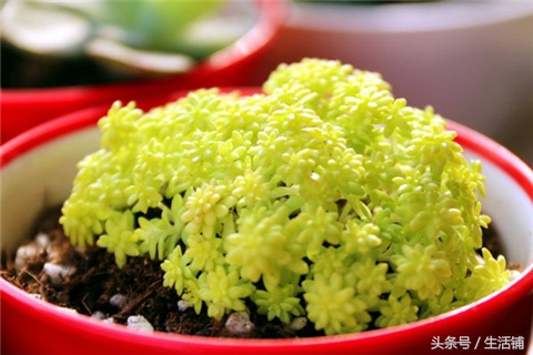 景天科1000种多肉植物图鉴,常见的景天科多肉植物的名称