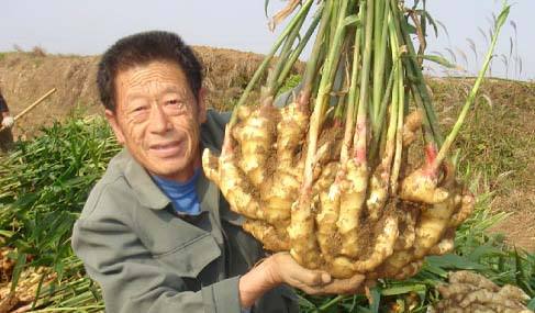 山东昌邑大姜高产管理技术第13期,大姜种植高产方法