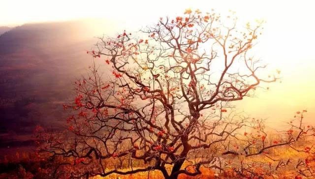 冬天的柿柿如意图片,冬天柿柿如意的图片