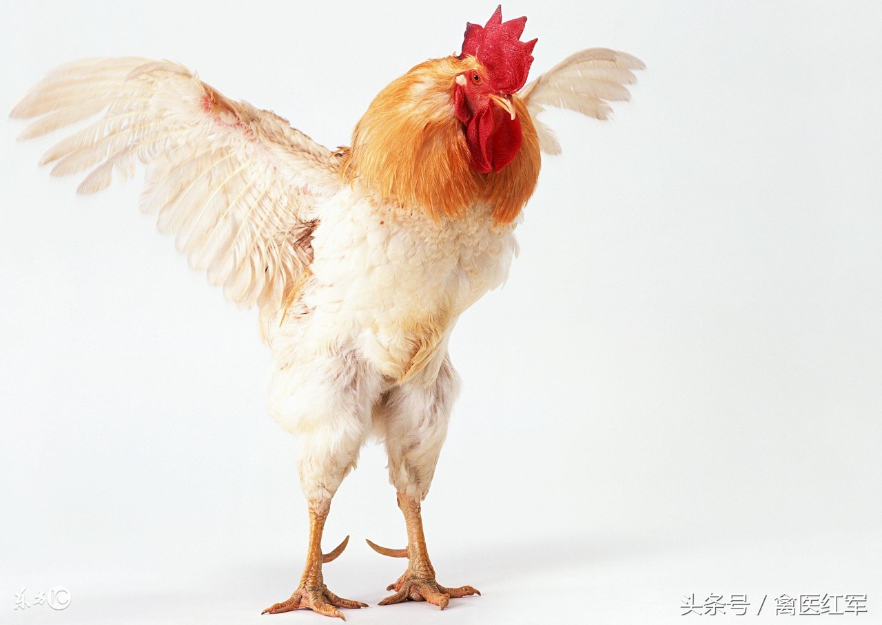 如何消除鸡啄肛,治鸡啄癖方法