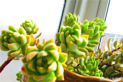 景天科1000种多肉植物图鉴,常见的景天科多肉植物的名称